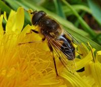 Hoverfly Eristalis pertinax Kevin Bandage